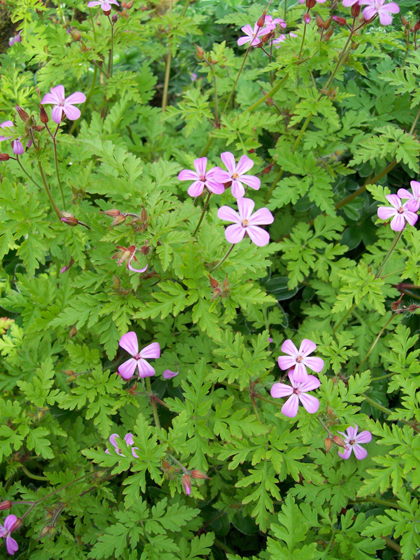 Herb Robert